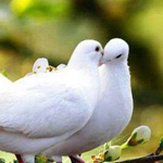 ���� ��� ���� �������