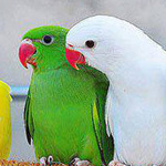 ��� ����