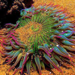 ����� ����� ����� �������