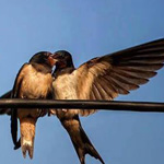 ��� ������ ����