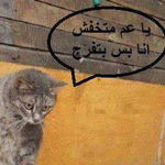 ���� ���������