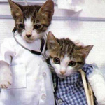 ����� ����