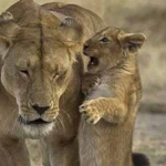 ����� ���� ���� ��� ����� ���� �