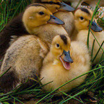 ���� �����