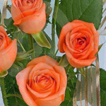 ���� ��� ��������