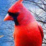 ���� �� ������� �����