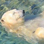 ���� �������