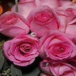 ���� ����� ����� �� ���� ����