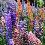 ����� ������ ���������