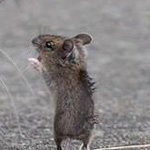 ��� & ����