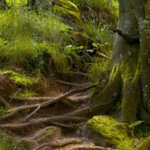 ���� ������� ��� ������ ������