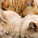 ����� ���