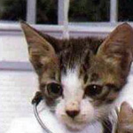 ����� �����