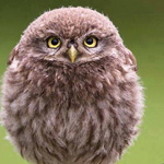 ��� ������� :-)