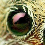 ���� �������� �� ��� ������ �����