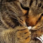 ����� �� ����� ...