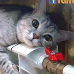 ������ �����