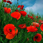 ���� �����