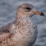 �� ���� ������