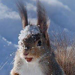 ������� ������