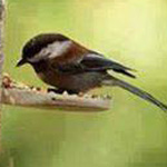 ���� �����