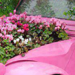 ������� ����