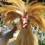 ������ �������� ���� ���