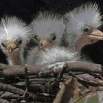 ���� �����