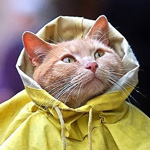 ��� ���� �� ���� �� �����