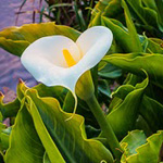 ���� ������ ����