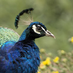 ����� �����