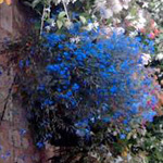 ���� ������