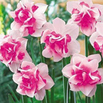 ����� ����� ������ ���� ����