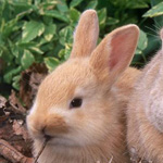 ���� ��������� �� ����� ����