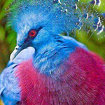 ���� ��� ������