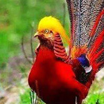 ����� ������ ������