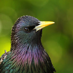 ����� �����