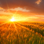 ���� ����� ����� ���� ������ ���� ������ ��� ���� �����