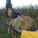 ����� ���� ���� �����