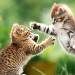 ���� ������