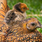 ������� ������ �����