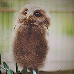 ��� ����