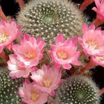 ���� ������ ������ ����