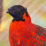 ����� ���� ������