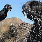 ������ ��� ������