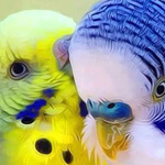 ����� ���!!