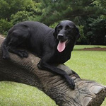 ��� ��������� �� �����