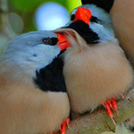 ����� ������ ���� ��� 