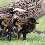 ������ ������