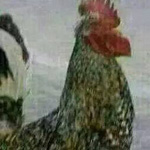 ���� ������